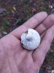 Sphaerospira fraseri