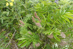 Calamagrostis sesquiflora