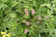 Calamagrostis sesquiflora