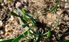 Othonna digitata