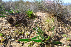 Othonna digitata