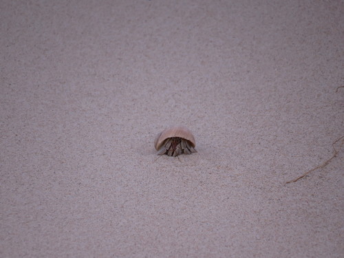 Coenobita variabilis
