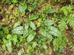 Pulmonaria affinis
