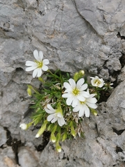 Cerastium julicum