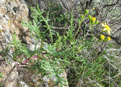 Senecio lyonii