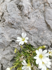 Cerastium julicum