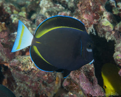 Acanthurus nigricans
