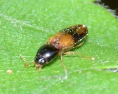 Horistonotus curiatus