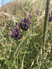 Allium