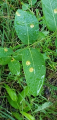 Stagonospora apocyni