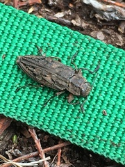 Chrysobothris dentipes