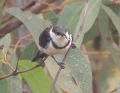 Cissomela pectoralis