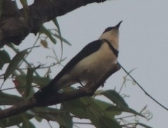 Cissomela pectoralis
