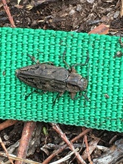 Chrysobothris dentipes