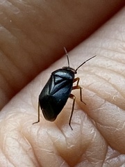 Strongylocoris