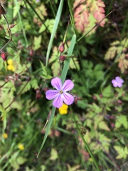 Geranium robertianum