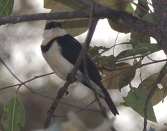 Cissomela pectoralis
