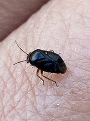 Strongylocoris