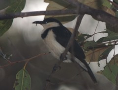 Cissomela pectoralis