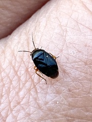 Strongylocoris