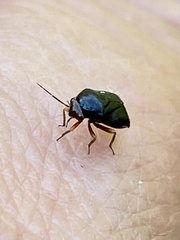Strongylocoris