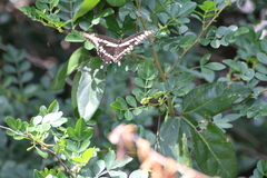 Heraclides cresphontes