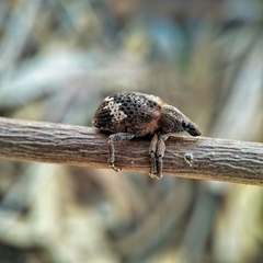 Oxyops fasciatus