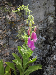 Digitalis
