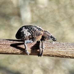 Oxyops fasciatus