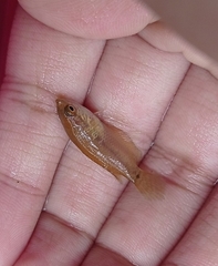 Pseudosphromenus cupanus