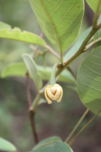 wild custard-apple