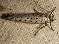 Yponomeuta irrorellus