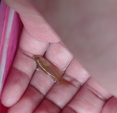 Pseudosphromenus cupanus