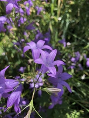 Campanula rapunculus