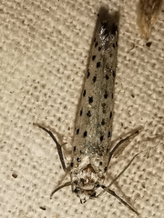 Yponomeuta irrorellus