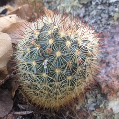 Mammillaria densispina