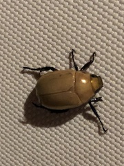 Callistethus plagiicollis