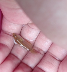 Pseudosphromenus cupanus