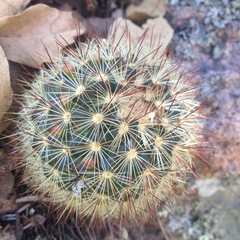 Mammillaria densispina