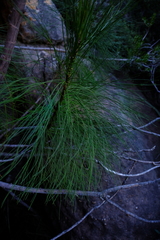 Anginon ternatum