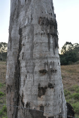 Phascolarctos cinereus