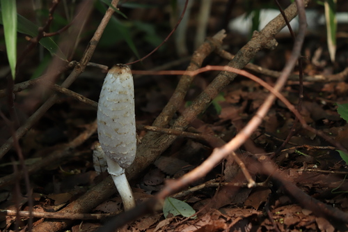 観察された菌類