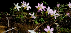 Oxalis comptonii