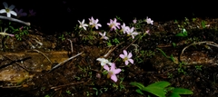 Oxalis comptonii