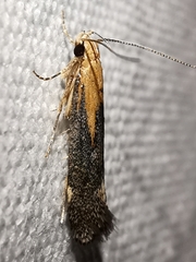 Stomopteryx basalis