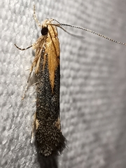 Stomopteryx basalis