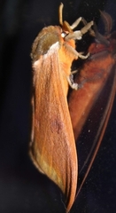 Automeris bilinea