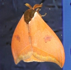 Automeris bilinea