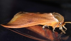 Automeris bilinea