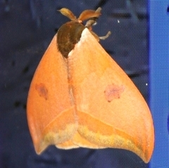 Automeris bilinea